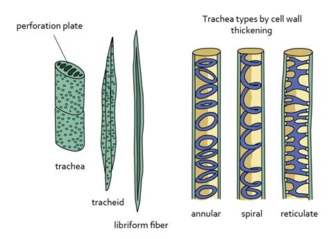 tensile strength xylem|xylem diagram.